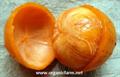 WILLUGHBEIA SARAWAKENSIS ، Kubal vine